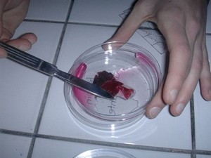 colorant