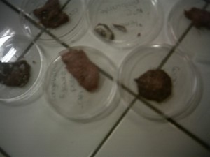 viande